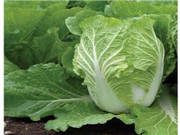 cách trồng rau cải thảo bằng hạt trong thùng xốp | Chi tiết cách trồng rau cải thảo 