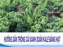 Mách nhỏ cách trồng cải xoăn kale trong thùng xốp | Kinh nghiệm trồng cải xoăn kale 