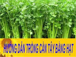 Cách trồng rau cần tây trong thùng xốp tươi tốt quanh năm | Hạt Giống Rau Cần Tây - Nảy mầm nhanh,