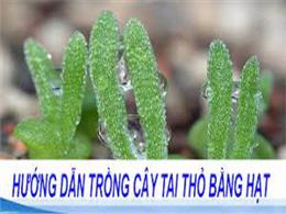 Cách trồng cây tai thỏ từ hạt giống Cách chăm sóc | Hạt giống cây tai thỏ nhập khẩu