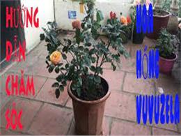 Cách chăm sóc hoa hồng ngoại Vuvuzela | Hoa hồng ngoại Vuvuzele giống hoa hồng tinh tế