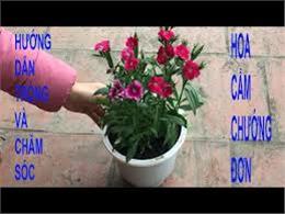 Quy trình kỹ thuật trồng hoa cẩm chướng | Hướng Dẫn Trồng Hoa Cẩm Chướng Đơn Giản Tại Nhà