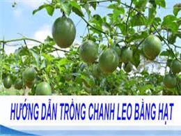 Hướng dẫn trồng và chăm sóc cây CHANH LEO cực đơn giản | Cách trồng chanh dây tại nhà