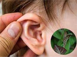 Cách chữa viêm tai giữa bằng lá mơ lông hiệu quả, an toàn tại nhà