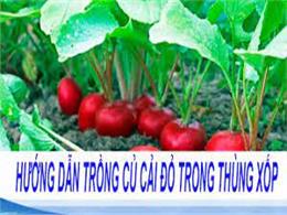 Hướng dẫn cách trồng củ cải đỏ tại nhà đơn giản hiệu quả 