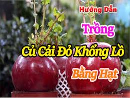 hướng dẫn trồng củ cải đỏ khổng lồ bằng hạt | Hướng dẫn ươm mầm hạt giống củ cải đỏ khổng lồ