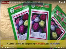 Hạt Giống Hoa Cúc Đài Loan lùn Mix - Cửa hàng Hạt giống Rau Hoa Quả