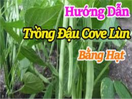 cách trồng đậu cove lùn bằng hạt | Cách trồng giống đậu cove lùn hạt đen