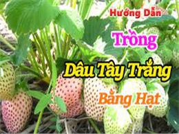 hướng dẫn trồng dâu tây trắng bằng hạt | Cách Trồng Dâu Tây Bằng Hạt cho Quả 