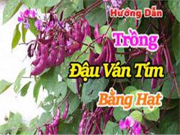 cách trồng đậu ván tím bằng hạt | Hướng dẫn cách gieo trồng đậu ván chi tiết qua các bước