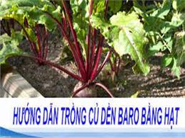 hướng dẫn trồng củ dền baro bằng hạt | Kỹ thuật trồng và chăm sóc củ dền cho năng suất cao