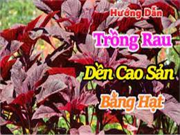 hướng dẫn trồng rau dền cao sản bằng hạt | Hướng dẫn trồng rau dền tại nhà vô cùng đơn giản