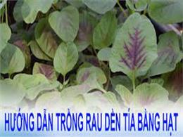 Hướng dẫn trồng rau dền trong thùng xốp vô cùng đơn giản | Cách Trồng Rau Dền ĐƠN GIẢN