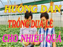 hướng dẫn trồng dưa lê cho ra nhiều quả | Kỹ Thuật Trồng Dưa Lê Siêu Ngọt cho năng suất 