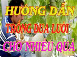 Hướng dẫn cách gieo trồng dưa lưới đúng kỹ thuật | Cách trồng dưa lưới tại nhà cho cây sai quả