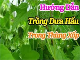 Kỹ thuật trồng cây dưa hấu tí hon trong thùng xốp cho trái ngọt | Cách trồng dưa hấu tí hon