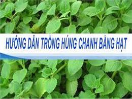 Kỹ thuật trồng húng chanh cho năng suất cao, nhanh thu hoạch | Hạt Giống Húng Chanh