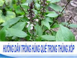 Cách trồng rau húng quế đơn giản nhất mà có thể bạn chưa biết | Qui trình kỹ thuật trồng