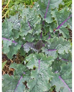 Hạt Giống Winter Rainbow Kale ( Kale Cầu Vồng)