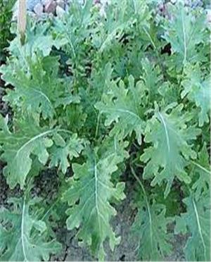 Hạt Giống Cải Kale White Russian