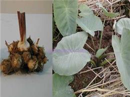 cách trồng khoai sọ thủy canh ai cũng biết | Kỹ thuật trồng và chăm sóc cây khoai sọ