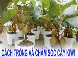 Kỹ thuật trồng cây kiwi từ hạt tại nhà không còn là chuyện khó | Hướng dẫn ươm hạt giống kiwi