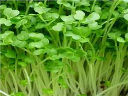 Cách Trồng Rau Mầm Cải xanh đà lạt vô cùng đơn giản ,Cung cấp hạt giống rau mầm cải xanh Đà Lạt