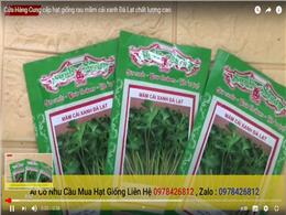 Cửa Hàng Cung cấp hạt giống rau mầm cải xanh Đà Lạt chất lượng cao