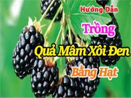 hướng dẫn trồng quả mâm xôi đen bằng hạt | Hướng dẫn cách trồng cây mâm xôi nhanh ra quả