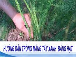 Hướng dẫn cách trồng măng tây cho năng suất cao | Cách Trồng Măng Tây Xanh Trong Chậu Hiệu Quả