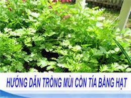 hướng dẫn trồng mùi cồn tía bằng hạt | Hạt Giống Rau Mùi Cồn Tía - 20Gr