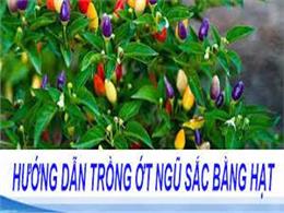 Cách trồng Ớt Ngũ Sắc cho quả siêu đẹp rực rỡ sắc màu | Hướng dẫn cách trồng ớt ngũ sắc đơn giản