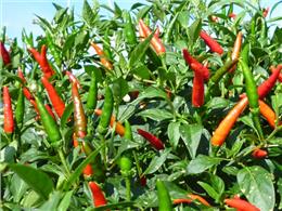 hướng dẫn trồng từ quả ớt tươi trong thùng xốp | Cách trồng ớt bằng hạt cho trái quanh năm