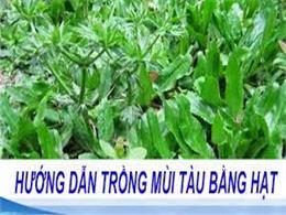 Hướng dẫn cách gieo trồng cây mùi tàu đơn giản ngay tại nhà | Cách trồng rau mùi tàu tại nhà