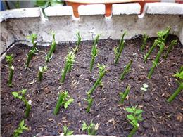 hướng dẫn trồng rau ngót bằng cành trong thùng xốp | Cách trồng rau ngót bằng cành tại nhà 