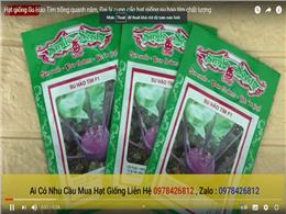 Hạt giống Su Hào Tím trồng quanh năm, Đại lý cung cấp hạt giống su hào tím chất lượng
