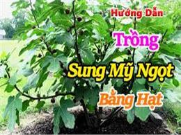 cách trồng sung mỹ ngọt bằng hạt | Hấp Dẫn Với Phương Pháp Trồng Sung Mỹ Tại Nhà Quả To