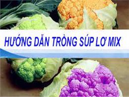 hướng dẫn trồng súp lơ mix bằng hạt | Hạt giống súp lơ nhiều màu - Cửa hàng hạt giống tốt nhất