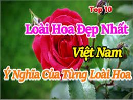 Top 10 Loài Hoa Đẹp Nhất Việt Nam Và Ý Nghĩa Của Từng Loài Hoa