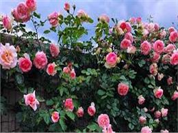 Top 13 Giống hoa hồng cổ đẹp nhất Việt Nam và đặc tính của các loài