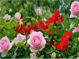 Top 20 loài hoa hồng đẹp nhất thế giới và đặc điểm của các loài hoa