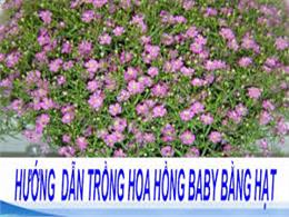 Hướng dẫn kỹ thuật trồng và chăm sóc cây hoa Baby | Hướng dẫn trồng hoa Baby từ hạt giống