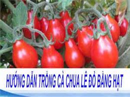Cách trồng cà chua bi hình quả lê sai trĩu quả | hướng dẫn trồng cà chua lê đỏ bằng hạt