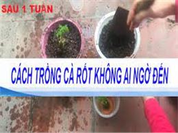 Cách trồng cà rốt 1 lần ăn mãi không cần hạt giống | Cách trồng cà rốt tại nhà cực đơn giản,