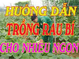 hướng dẫn cách trồng bí ra nhiều ngọn | Kỹ thuật trồng bí đỏ lấy ngọn cho năng suất cao