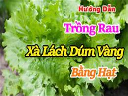 hướng dẫn trồng xà lách dúm vàng bằng hạt | Bán hạt giống xà lách dúm vàng