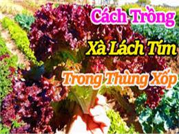 Cách trồng rau xà lách trong thùng xốp đơn giản mà hiệu quả | Cách trồng giống Xà lách xoăn tím