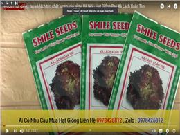 Nơi bán hạt giống rau xà lách tím chất lượng, giá rẻ tại Hà Nội - Hạt Giống Rau Xà Lách Xoăn Tím