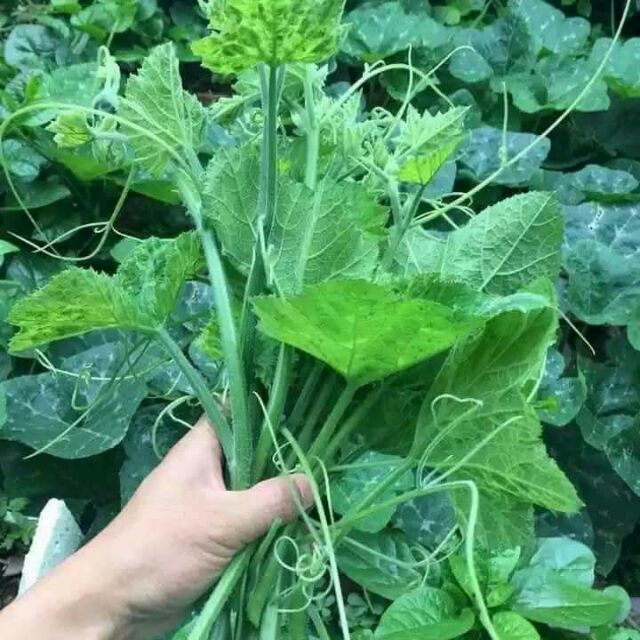 Kỹ thuật trồng rau bí siêu ngọn trong thùng xốp